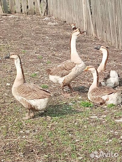 Инкубационное яйцо гусей