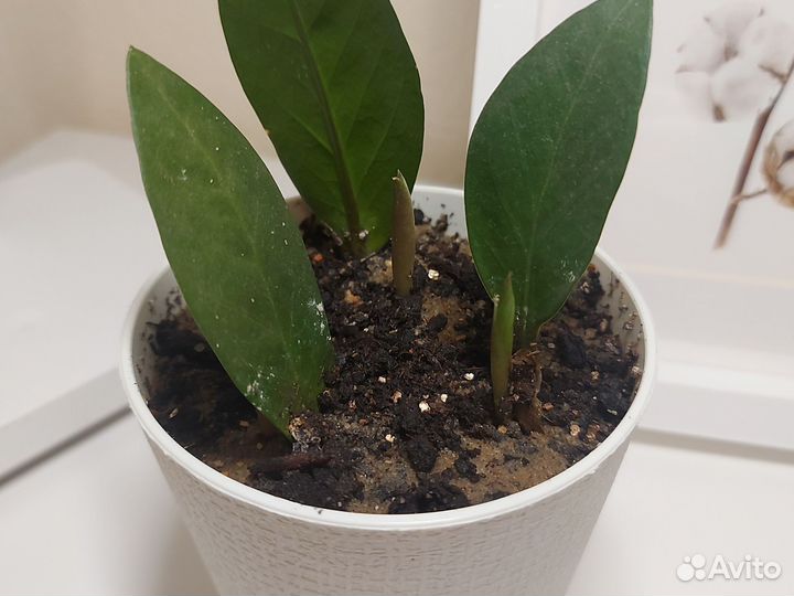 Замиокулькас