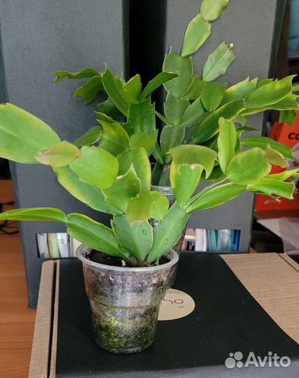 Декабрист белый и фикус мелколистный