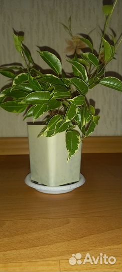 Фикус кинки+ещё растения в лс
