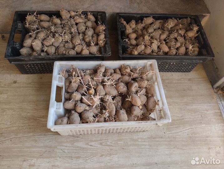 Картофель на посадку сорт бриз