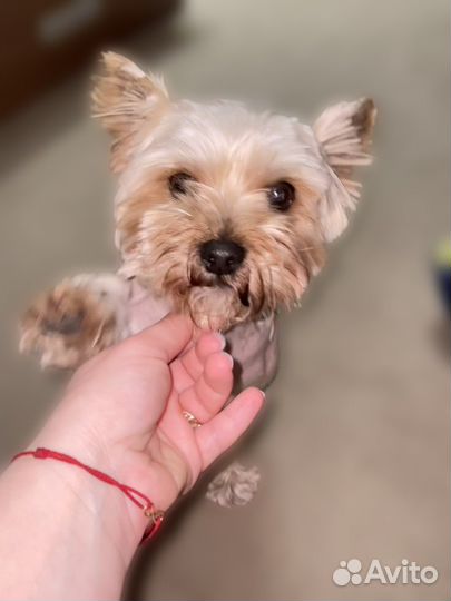 Ищем даму для любви