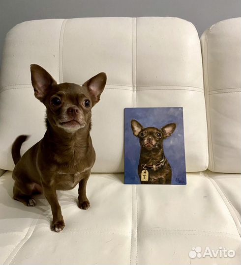 Портрет кошки, собаки на заказ