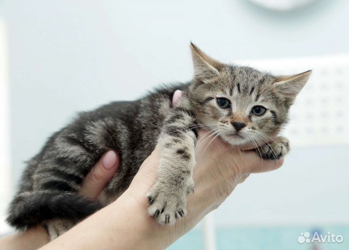 Кошка 2 мес