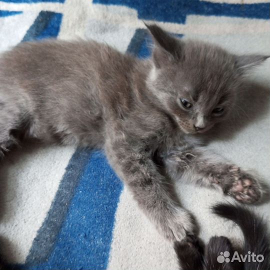 Кошки в добрые руки