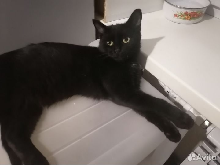 Кот ищет дом