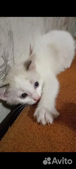 Очаровательная кошечка в добрые руки