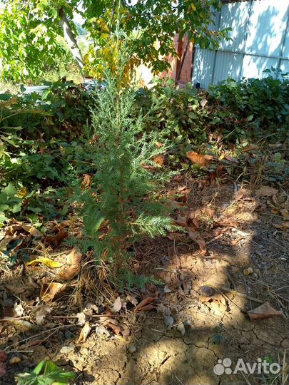 Хвойные растения