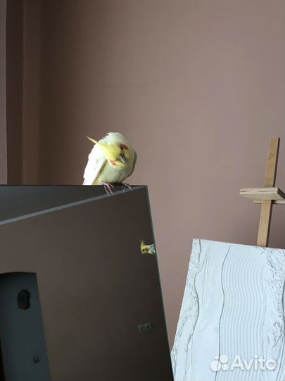 Попугай корелла самец с клеткой