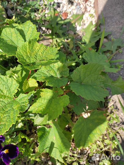 Саженцы винограда