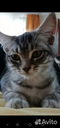 Кошка