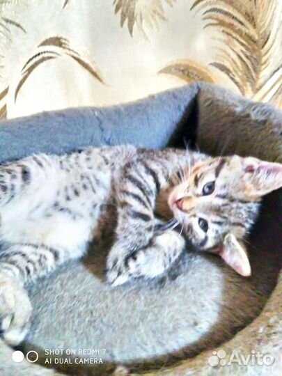 Кошка котенок девочка Красотуля