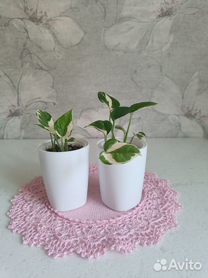 Комнатные растения цветы