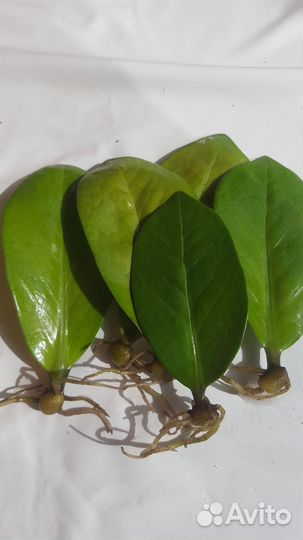 Замикулис-долоровое дерево