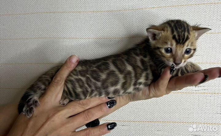 Бенгальские