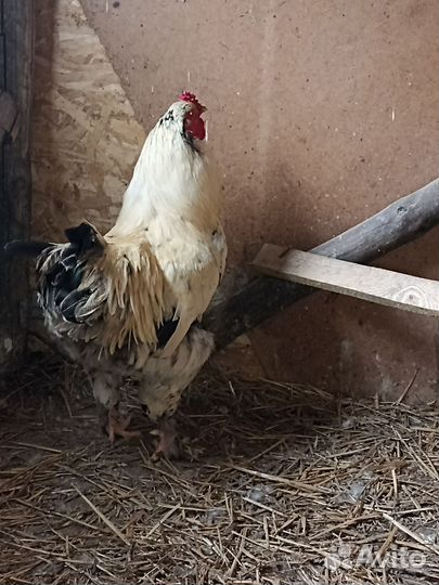 Петух