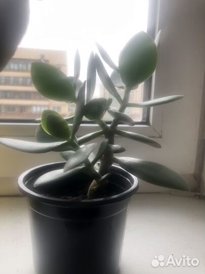Денежное дерево толстянка крассула