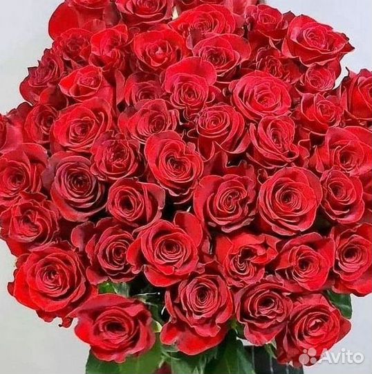 Высокие розы Гигантские розы Доставка цветов