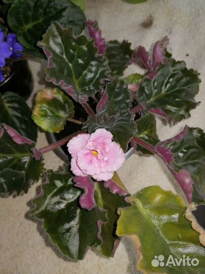 Сортовые фиалки