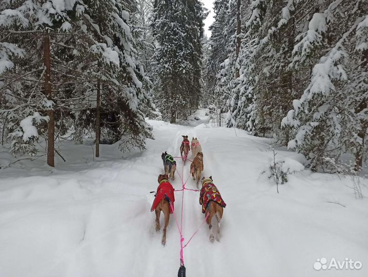 Кинолог. Пошив амуниции