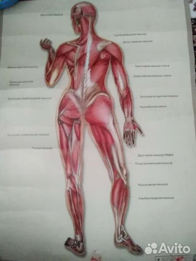 Плакаты учебные, формата А1-А