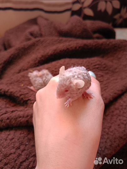 Сатиновые кудрявые мышки