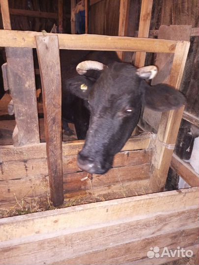 Корова не дойная