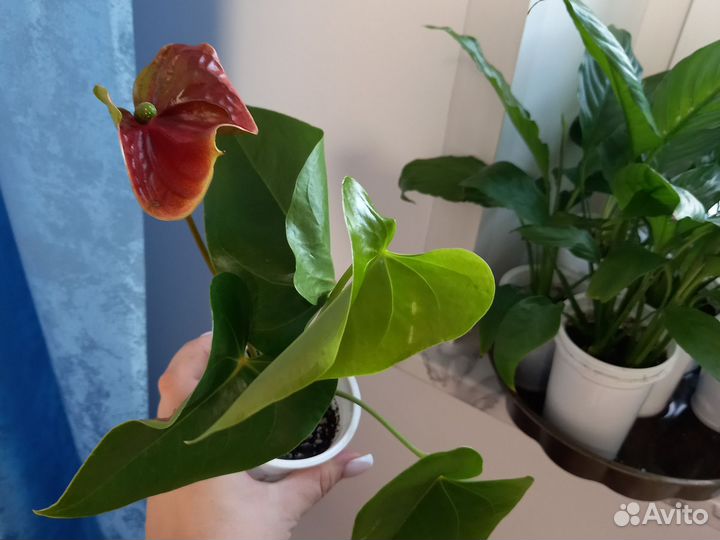 Антуриум оранжевый