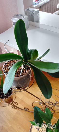 Орхидея фаленопсис розовая в горшке