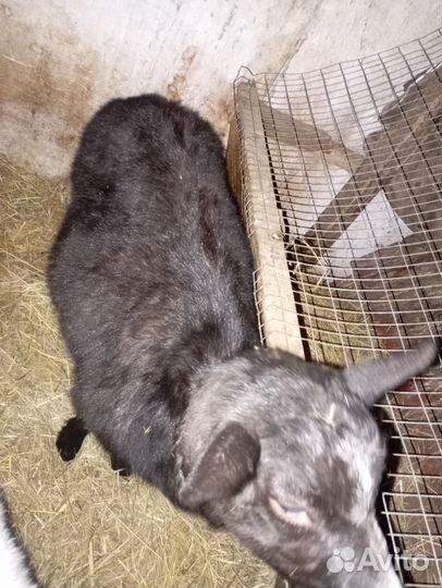 Козы на мясо