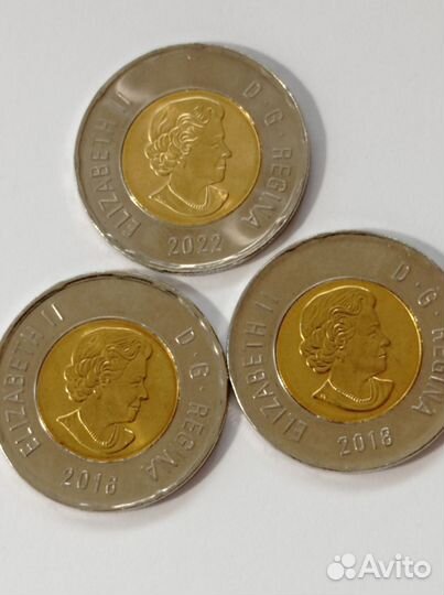 Монета 2 доллара Канады. Медведь