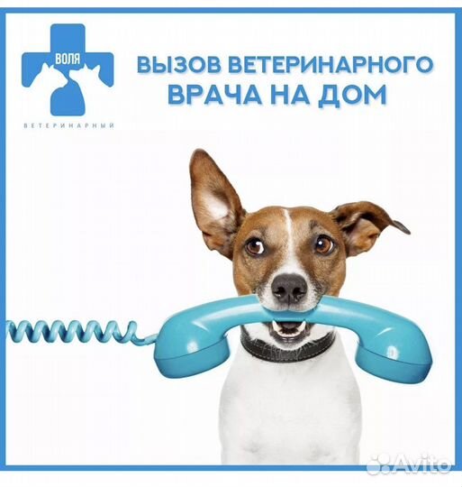 Усыпить собаку, усыпление и кремация животных