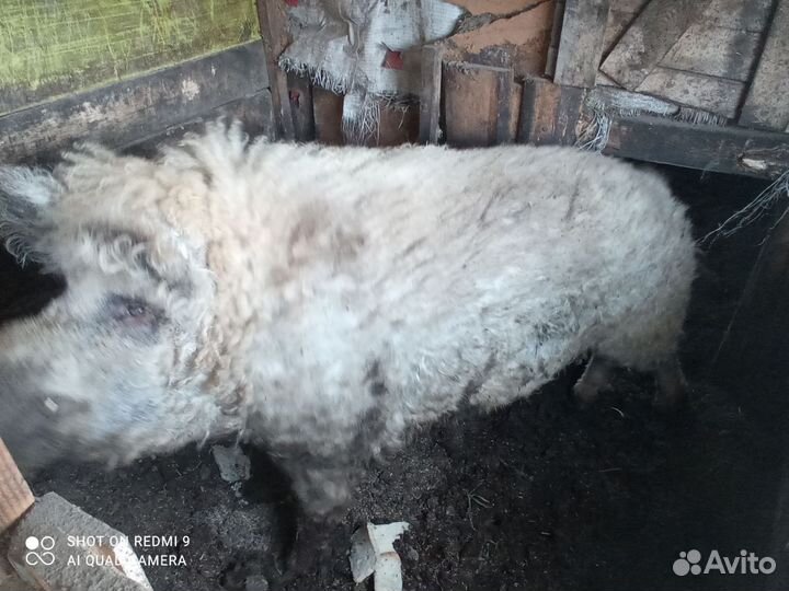 Венгерский-мангальский боров на племя