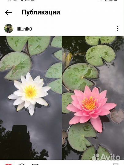 Нимфеи кувшинки