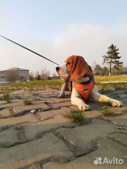 Щенок бигль мальчик