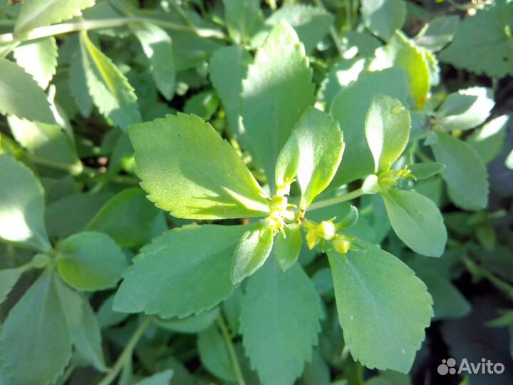 Очиток видный, эверса, молодило, вербейник