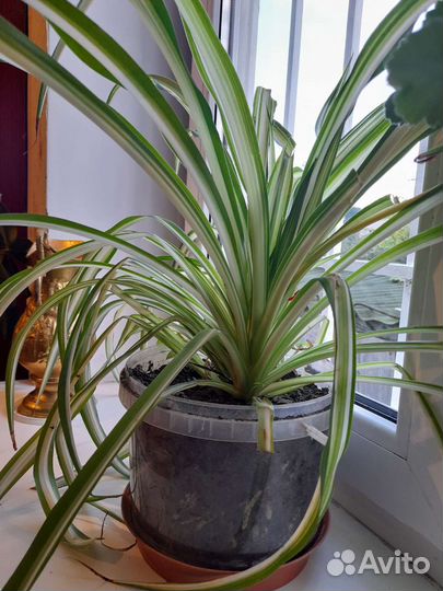 Хлорофитум кудрявый