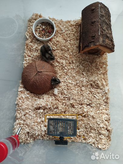 Отдам джунгарских хомяков с домом в добрые руки