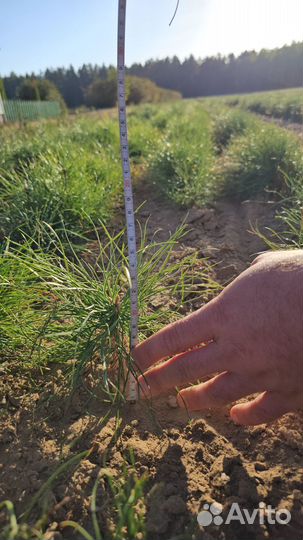 Саженцы сосны окс