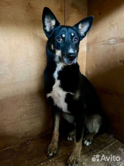 Собака в добрые руки отдам бесплатно