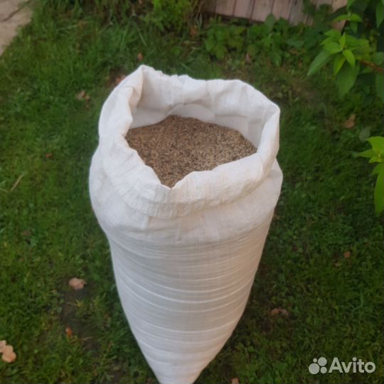 Зерно овес