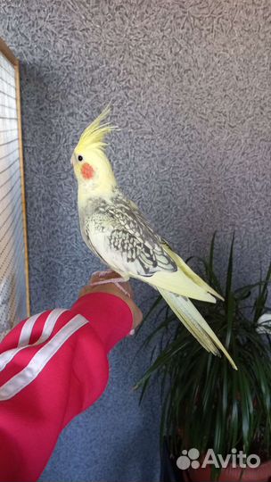 Попугай карелла