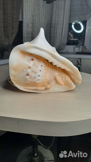 Ракушки раковины