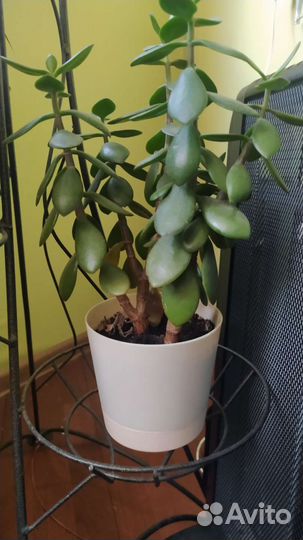 Комнатные растения