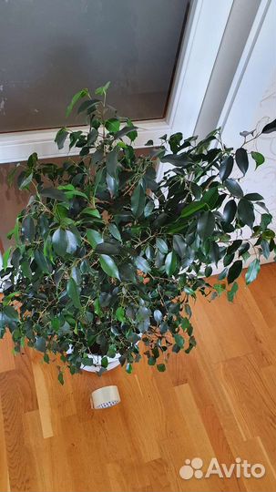 Фикус бенджамина 