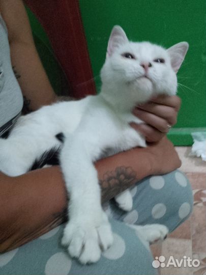 Кошка Герда