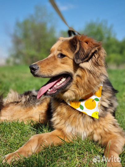 Дружелюбный Гарик ищет дом из приюта