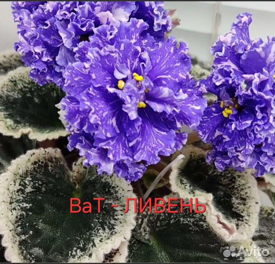 Детки сортовых фиалок