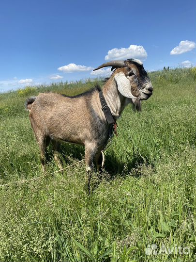 Козел на племя, козы дойные