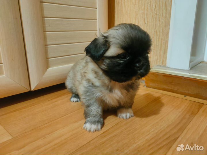 Щенки пекинеса